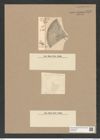 Coscinodiscus kochii Pant. (de-Toni-Nr.: Genus 202, Species 5122) Zeichnungen Sammlung Grunow Nr. 8879 (NHMW-BOT-W0378523)